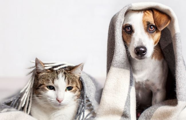 Първата в света ваксина срещу новия коронавирус предназначена за животни